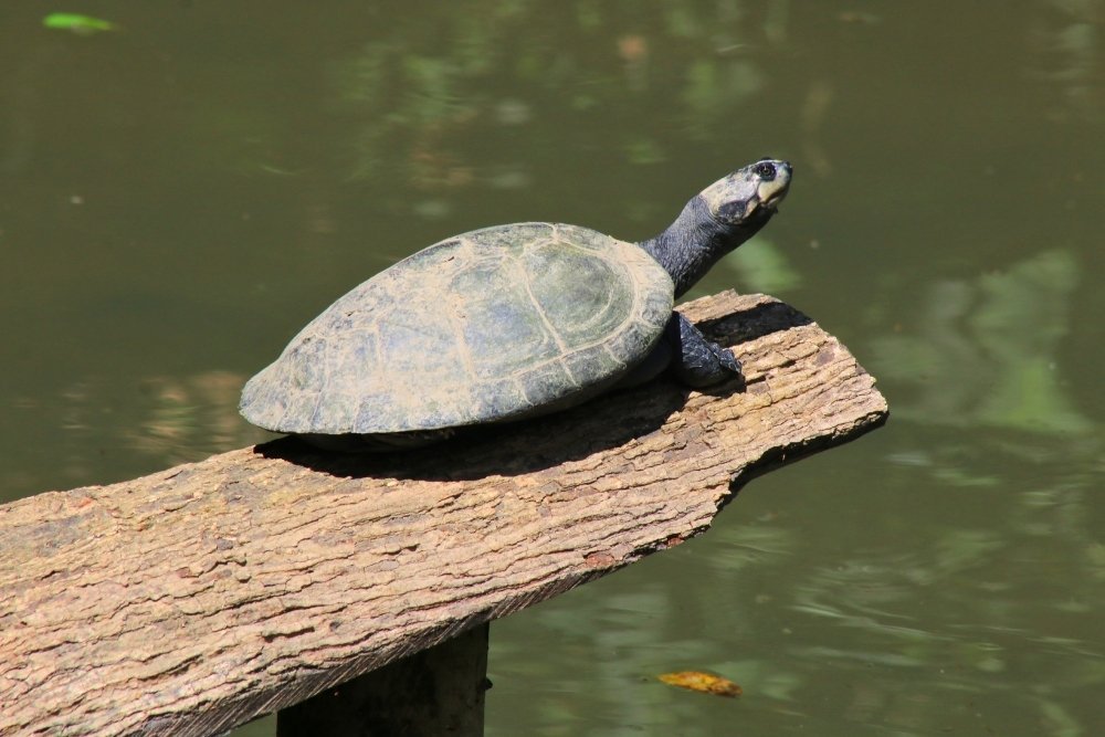 charapa turtle protected animal in the ecuadorian amazon