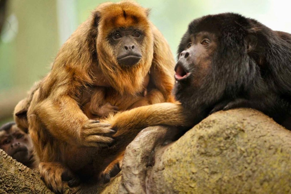 howler monkeys can appear at the pacoche rainforest.