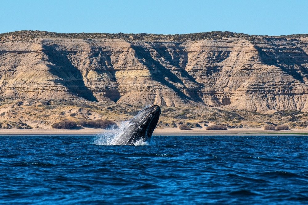 whale jumping on the patagonia coast of argentina part of the argentina tours